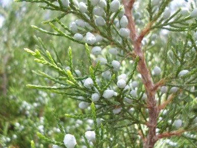 Кипарисовик: секреты правильного ухода и размножения