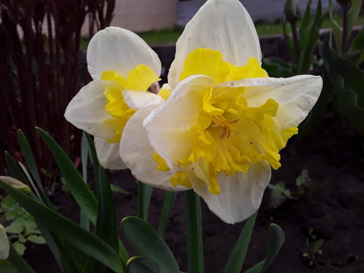 Как растёт сад мечты: история о цветах и трудностях начинающего садовода