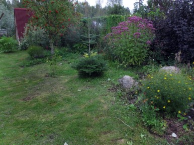 Посконник: идеальное решение для вашего сада