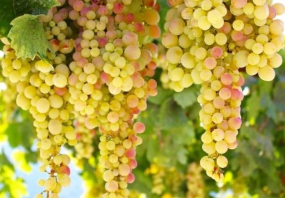 Удивительные рецепты с виноградом и творогом: от кексов до тартов