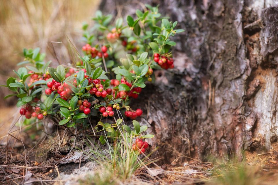 ������ �����: ��� ����� �������� ��������� �������� � ��� � ���� ������ �����