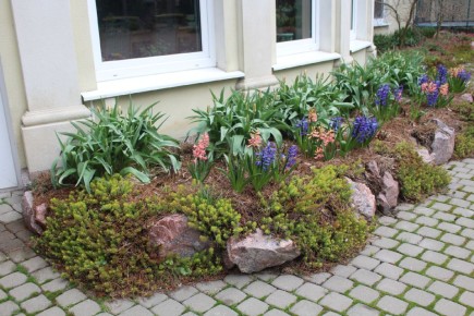 Как маруся и гиацинты переплели свои судьбы