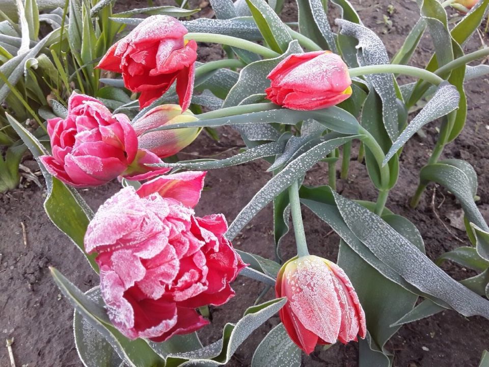 ��� �������� �������� �� ����������� ����������: �������� ������