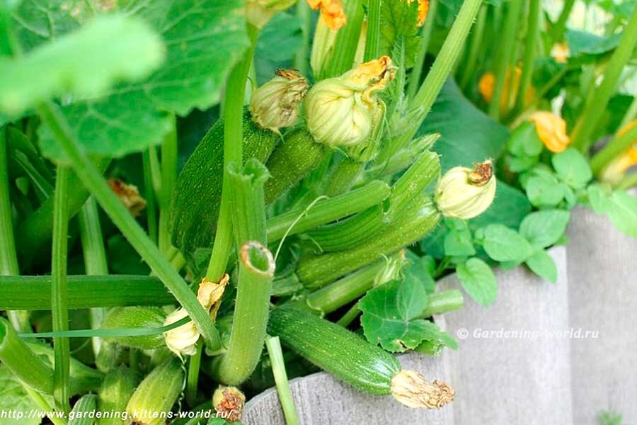 Тайны успешной высадки кабачков в открытый грунт