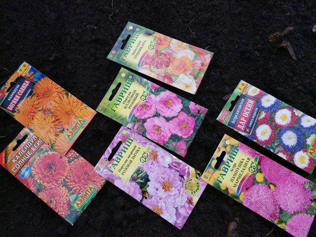 Как правильно сеять однолетние цветы под зиму и весной