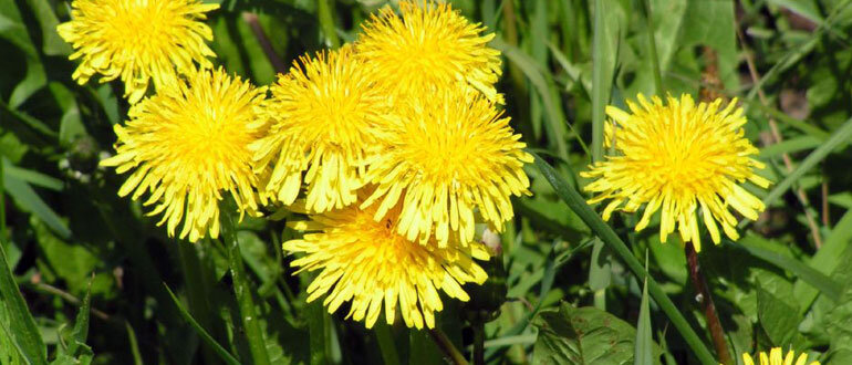 Эффективные методы борьбы с вредителями в саду без химикатов