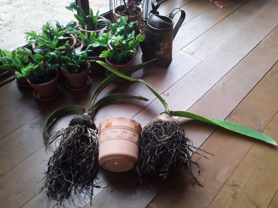 ��� ��������� ������������ � ���������� � ��������: ������ �� ������ ������