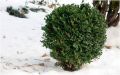 Зимняя обрезка растений: стоит ли рисковать декоративными кустарниками?