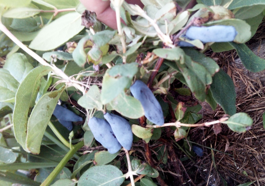 Топ-10 сладких сортов жимолости