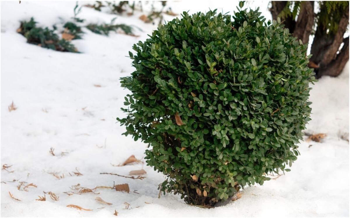 Зимняя обрезка растений: стоит ли рисковать декоративными кустарниками?