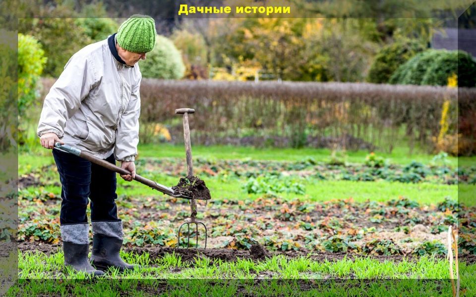 Что нужно сделать на даче в ноябре: советы для успешной дачи