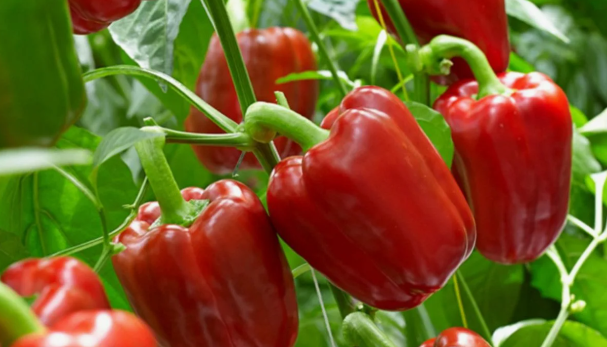 Июльский ухаживающий коктейль для сладкого перца: советы по подкормкам