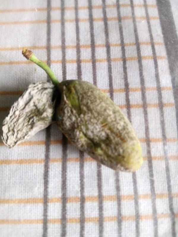 Эффективные методы борьбы с заболеванием слив: кармашки слив