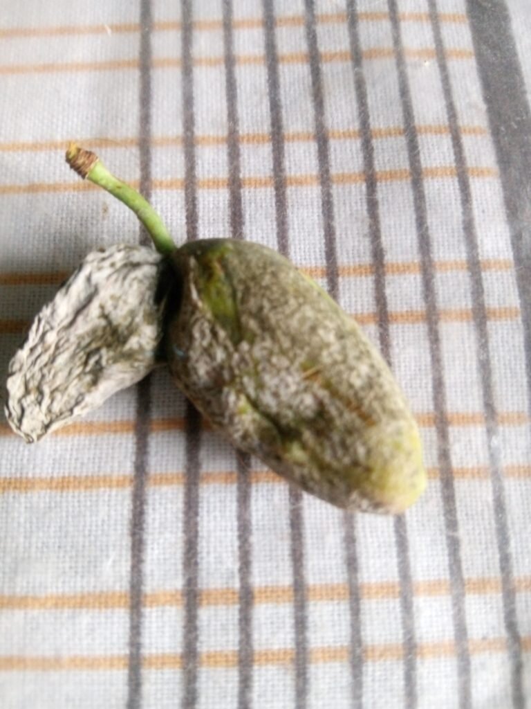 Эффективные методы борьбы с заболеванием слив: кармашки слив