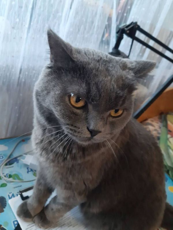 Новая порция милоты от смоленских медработников