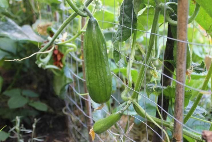 ��� ��������� ����������� ������ ��� �������: ������� ��������