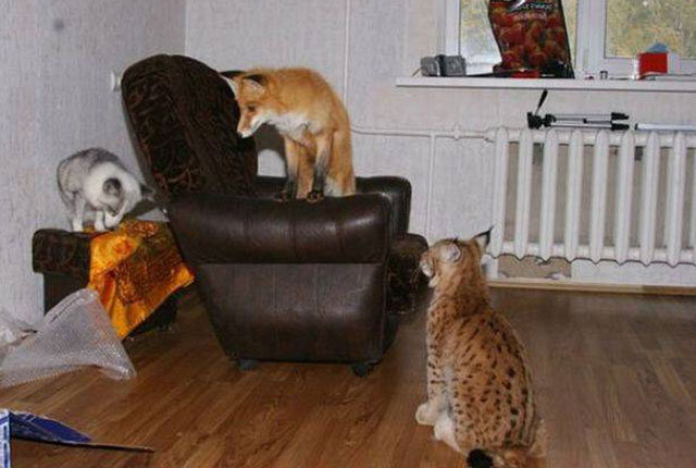 Выбор питомца для небольшого жилья: советы и рекомендации