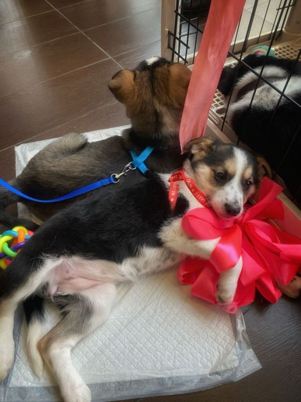 9 �������� ������ ������. ������ ���������� ��������� ��������-������� "���� �����"