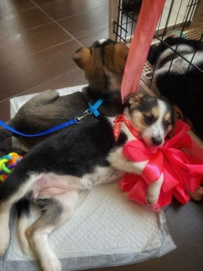 9 животных обрели хозяев. Таковы результаты последней выставки-раздачи "Путь домой"