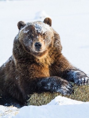 � ���������� ������� ������� ����� �� ��������