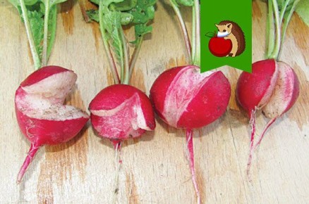 Почему редис трескается в грядках: основные ошибки в уходе