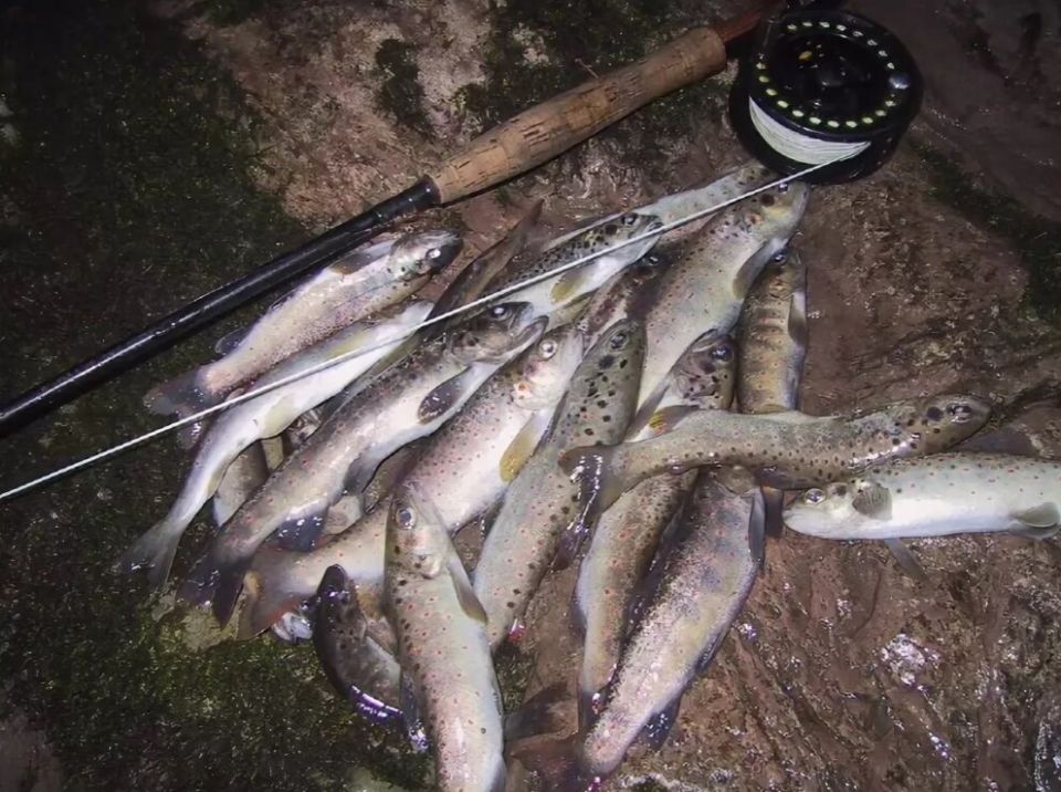 Разнообразие рыбы в водоемах Кавказа