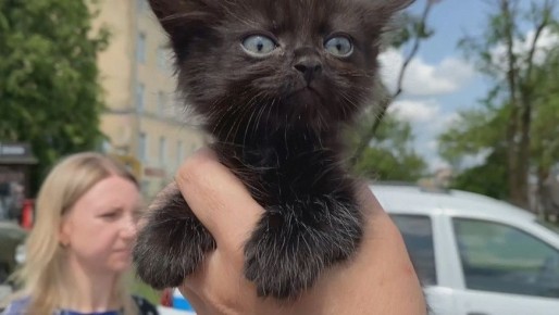 1 марта в России отмечают День кошек