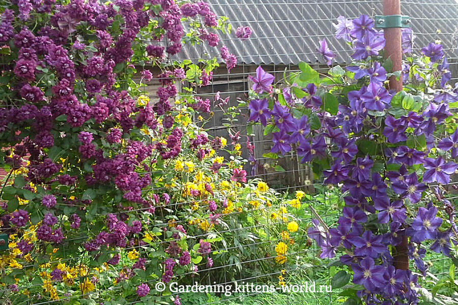 Как правильно подготовить клематисы к зиме