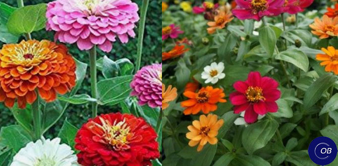 Цветы, которые цветут всё лето: секреты яркого сада