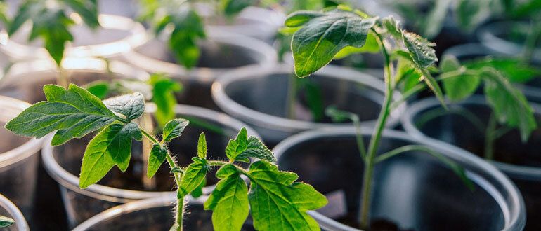 ��� ������������ �������� ������� ��� ����� �������