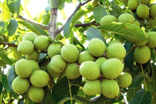 ������� ���� ���������: ������� ������� ������� � ���� �� ���������