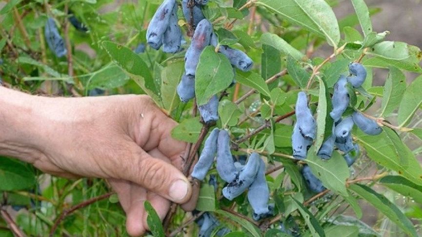 ��� ���������� ����� �������� ������ ��������� � ��� � ��������� ����