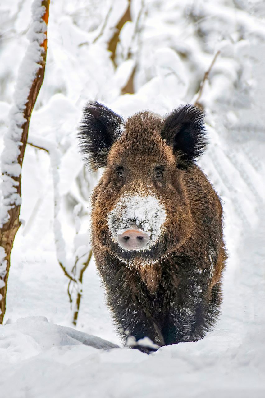 Добрый день, друзья!. Синоптики обещают на этой неделе потепление: Температура по области: ночью от -1°C до -5°C, днём от +2°C до +5°C