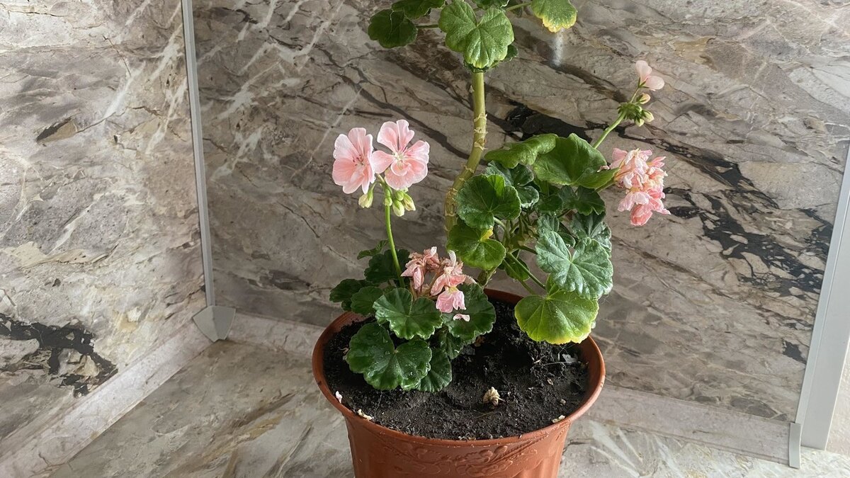 Как успешно укоренить растения: проверенный способ от флориста