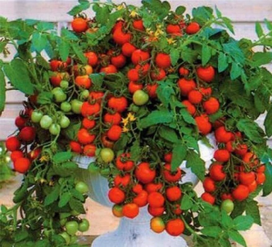 Компактные томаты для выращивания на подоконнике: непривычные и урожайные сорта