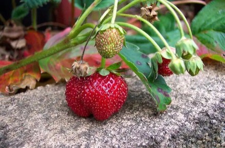 Борьба с бурой пятнистостью на клубнике: как победить грибок и избежать распространения