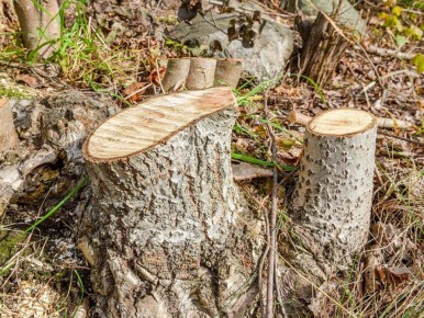 ��� ���������� ������ ���� � ���������� ������� ����