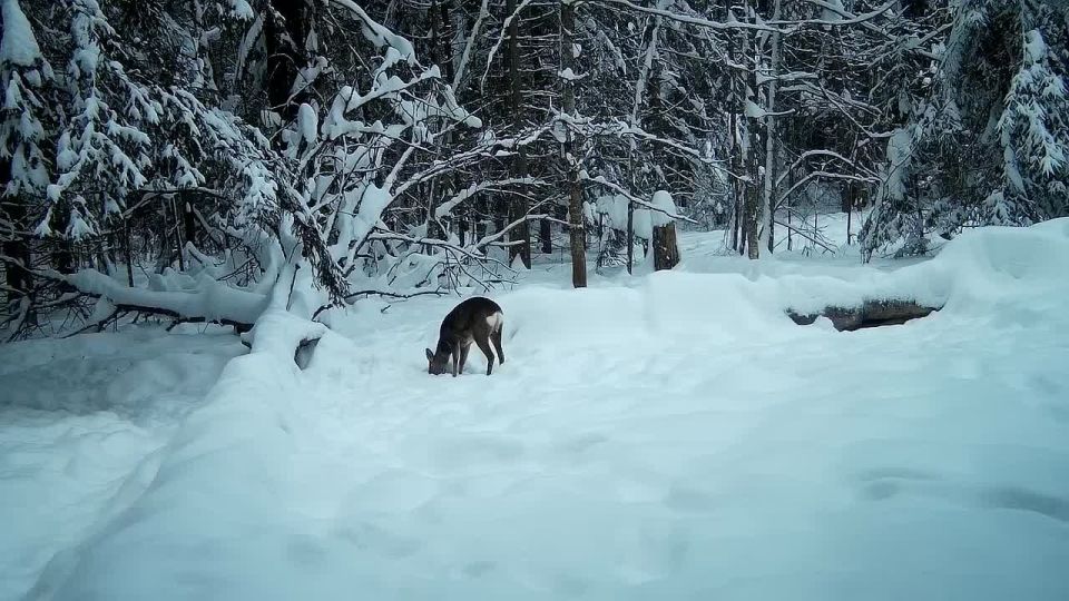 Жители Смоленского Поозерья пришли полакомиться на солонец