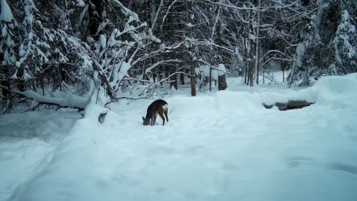 ������ ����������� �������� ������ ������������ �� �������