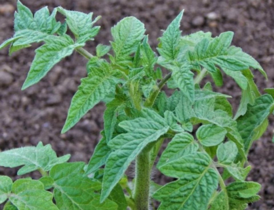 Почему рассада томатов не развивается: основные причины и решения