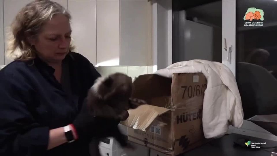 Стали известны подробности инцидента с нападением медведя на мужчину в Смоленской области