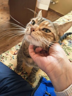 ����� ������ ������ �� ���������� �������������