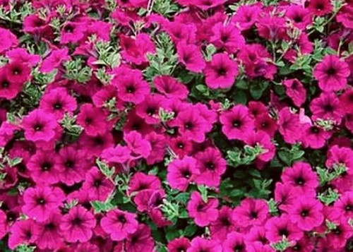 Когда пора за семенами: советы по выбору растений к началу весны