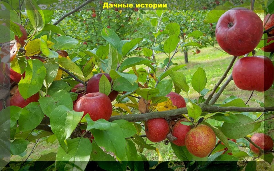 ������������� �������� ��� ����: ������ ������ ��� ���������� ���������