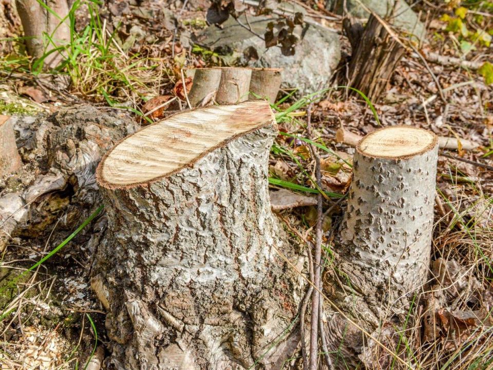 ��� ������ � ��������� ���������� �� ��� �� �������