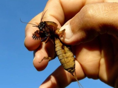 ����������� ����� � �����������: ��� ���������� � ��������� � ����