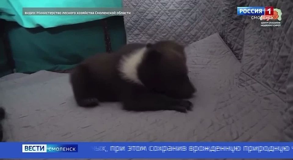 ���������� ��������-����� �������� � �������� �������