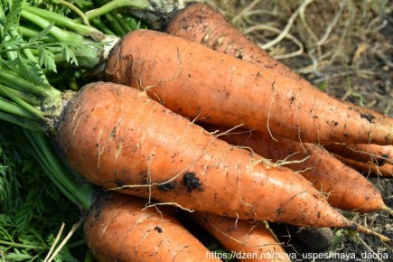 ����������� ������ � ����� �������: ��� ��������� �������� ���������� ��� ���������