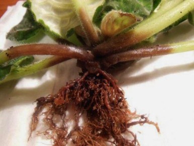 Как сохранить фиалки: основные болезни и вредители, с которыми нужно бороться