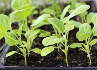 ��� ��������� ���������� ������� ����������: �������� ������ ��� �����������